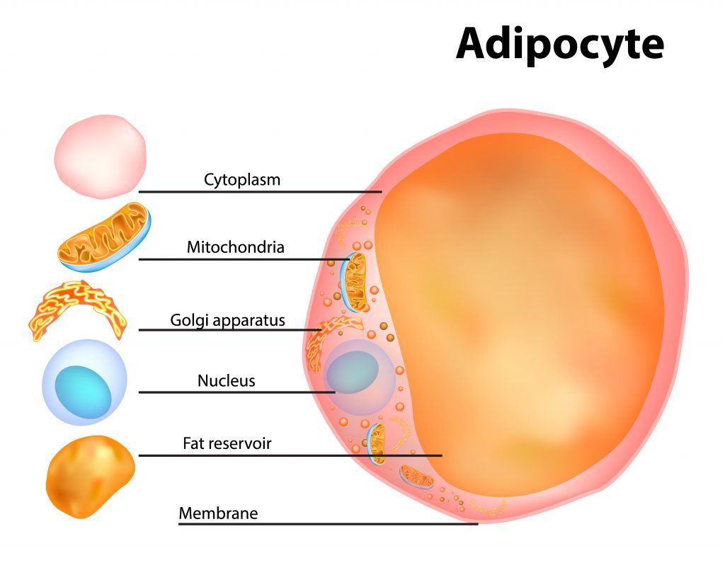 Жировая клетка рисунок